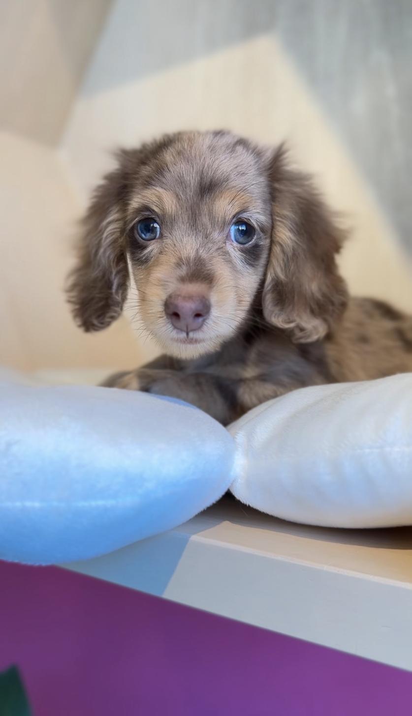 埼玉県のミニチュアダックスフンド(ロング) (PET SHOP Tiny tales/2025年9月16日生まれ/男の子/チョコレートダップル)の子犬の3枚目の画像