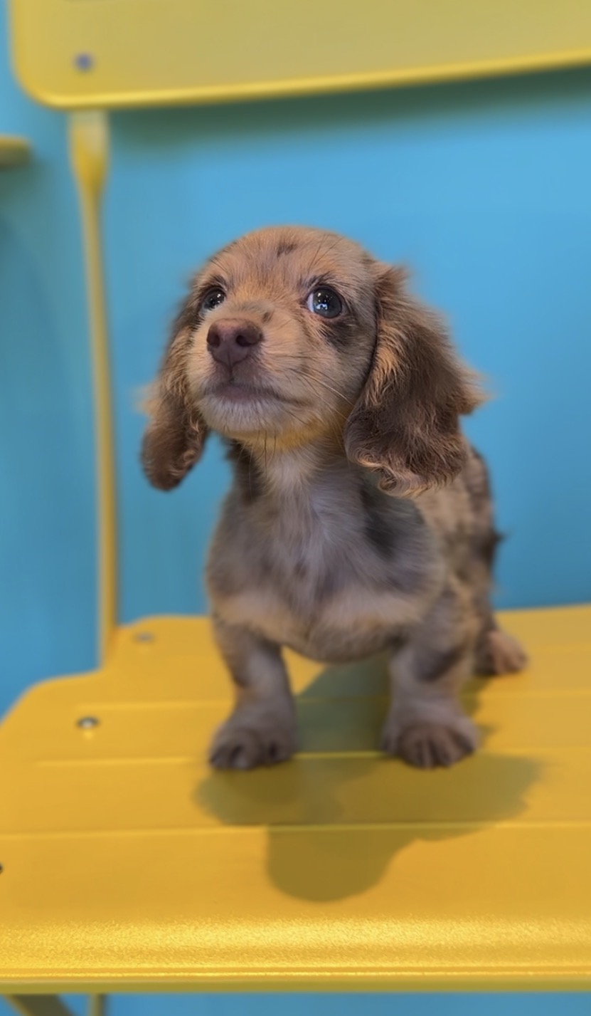 埼玉県のミニチュアダックスフンド(ロング) (PET SHOP Tiny tales/2025年9月16日生まれ/男の子/チョコレートダップル)の子犬の4枚目の画像