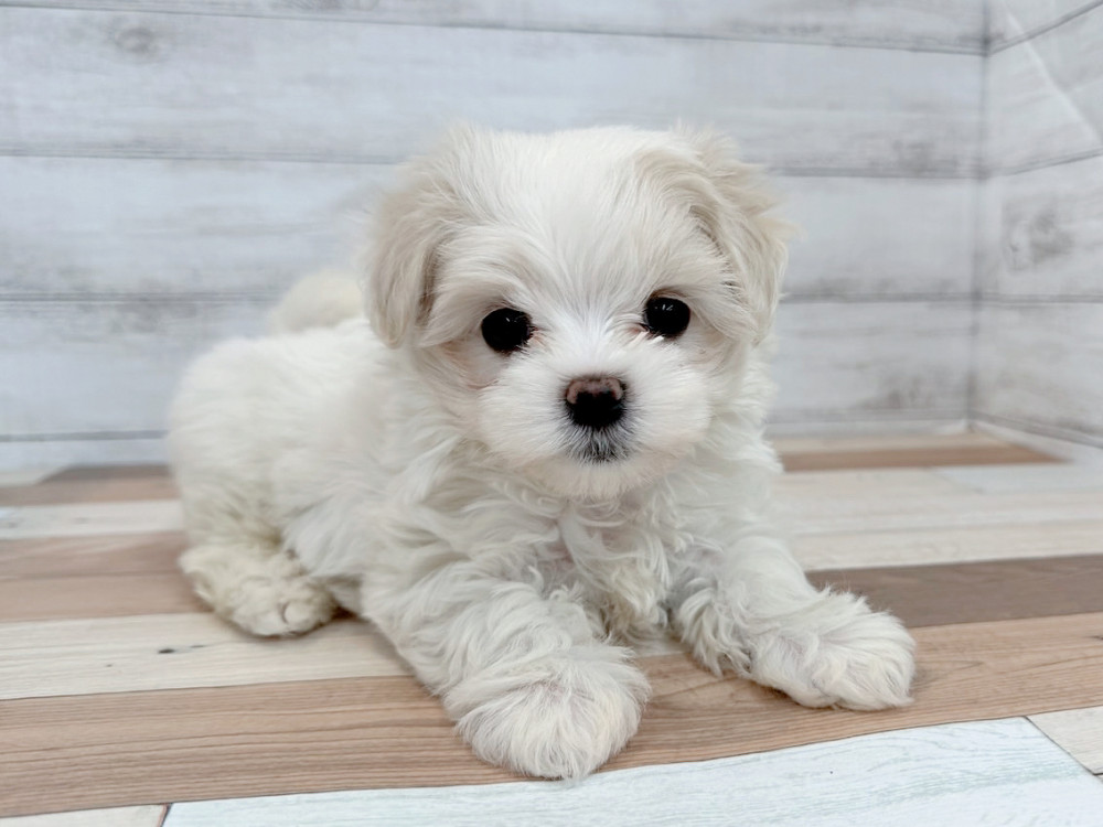 新潟県のマルチーズ (竹内ペット 新潟西店/2025年9月16日生まれ/女の子/ホワイト)の子犬の1枚目の画像