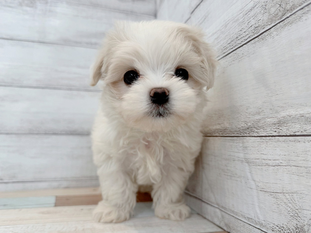 新潟県のマルチーズ (竹内ペット 新潟西店/2025年9月16日生まれ/女の子/ホワイト)の子犬の2枚目の画像