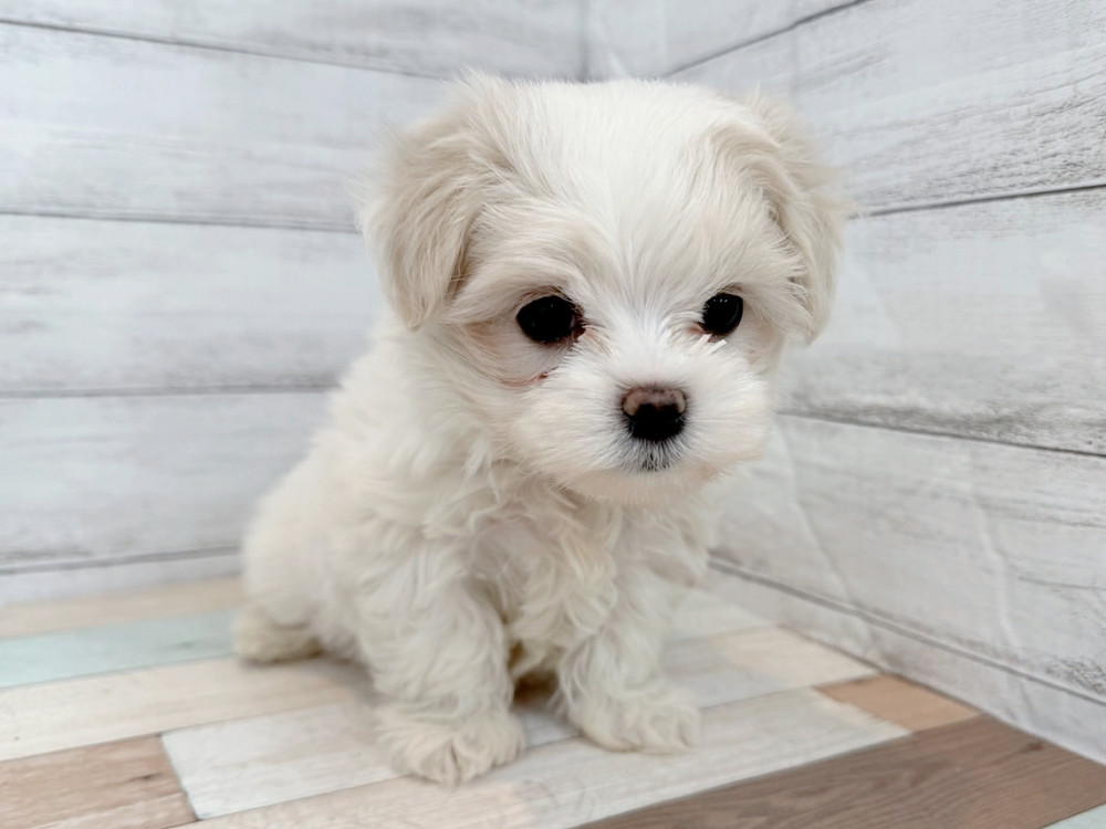 新潟県のマルチーズ (竹内ペット 新潟西店/2025年9月16日生まれ/女の子/ホワイト)の子犬の3枚目の画像