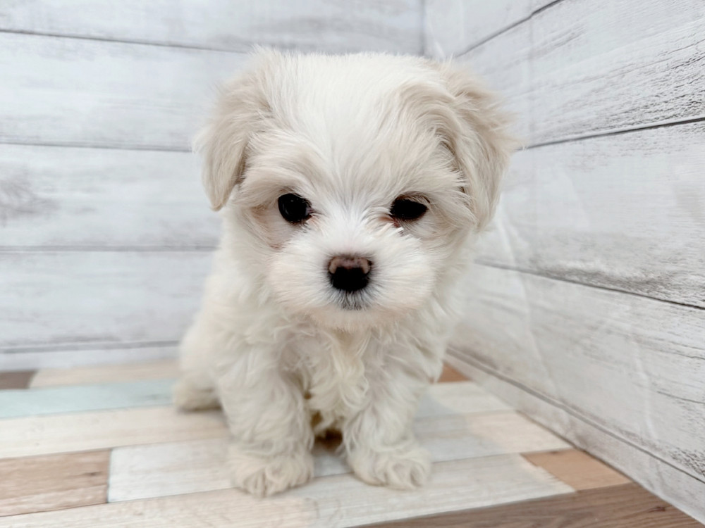 新潟県のマルチーズ (竹内ペット 新潟西店/2025年9月16日生まれ/女の子/ホワイト)の子犬の4枚目の画像