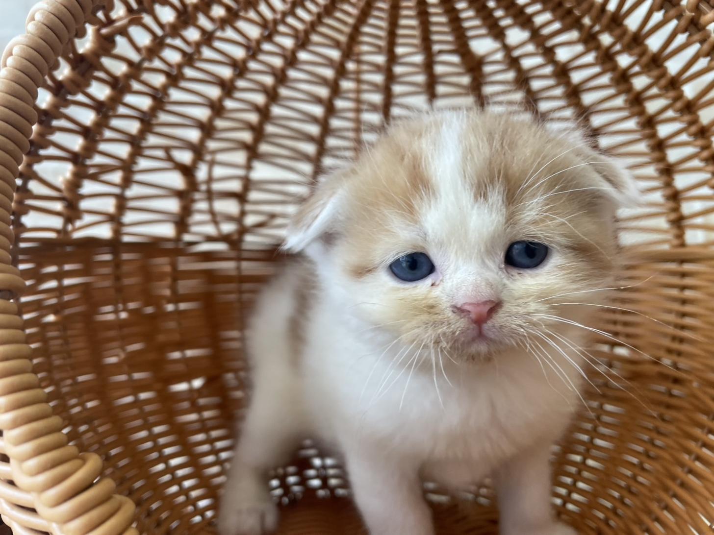 佐賀県のスコティッシュフォールド (スタードッグス新鳥栖店/2025年10月1日生まれ/男の子/レッドタビーホワイト)の子猫の1枚目の画像