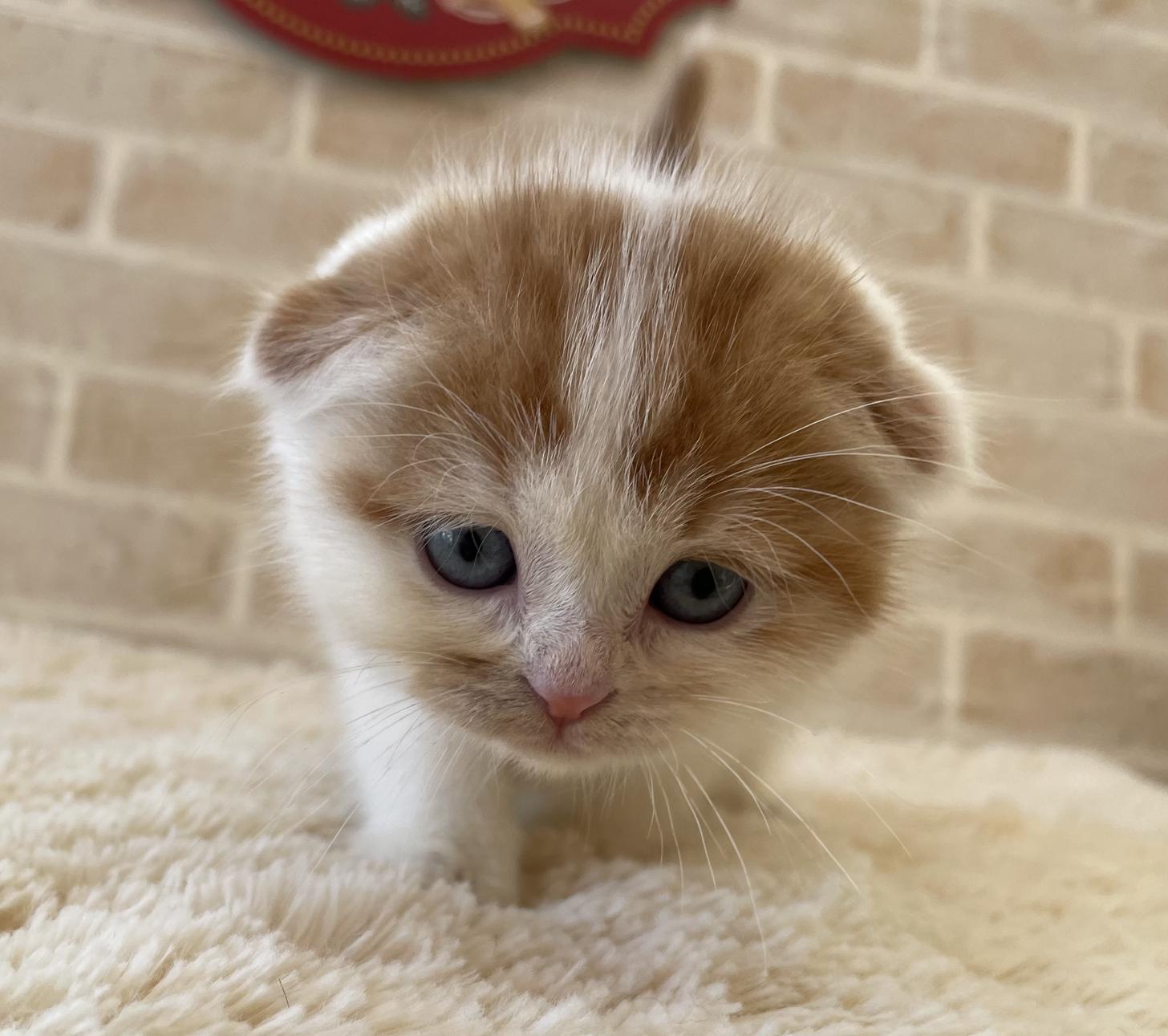 佐賀県のスコティッシュフォールド (スタードッグス新鳥栖店/2025年10月8日生まれ/男の子/レッドタビーホワイト)の子猫の1枚目の画像