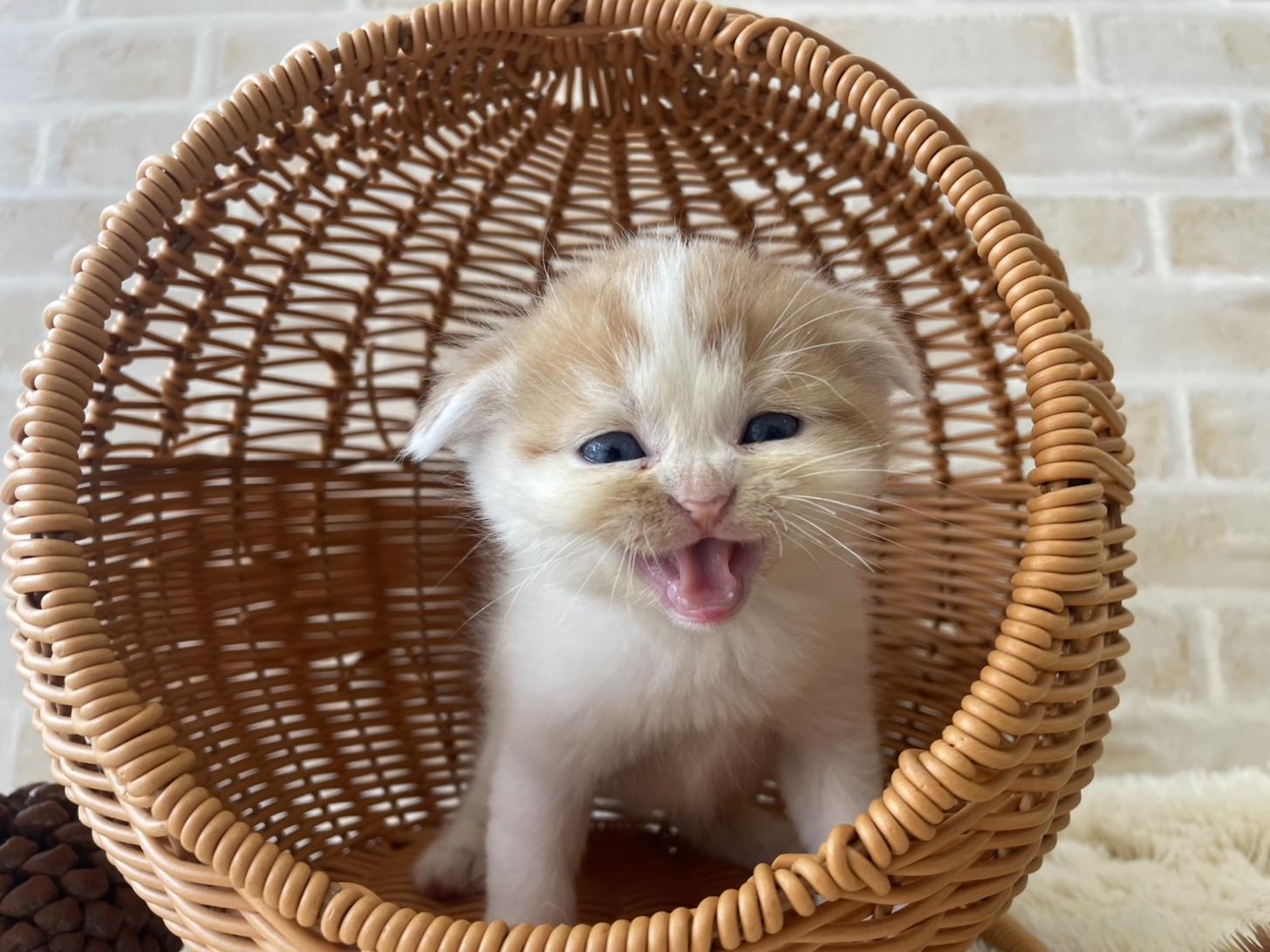 佐賀県のスコティッシュフォールド (スタードッグス新鳥栖店/2025年10月1日生まれ/男の子/レッドタビーホワイト)の子猫の2枚目の画像