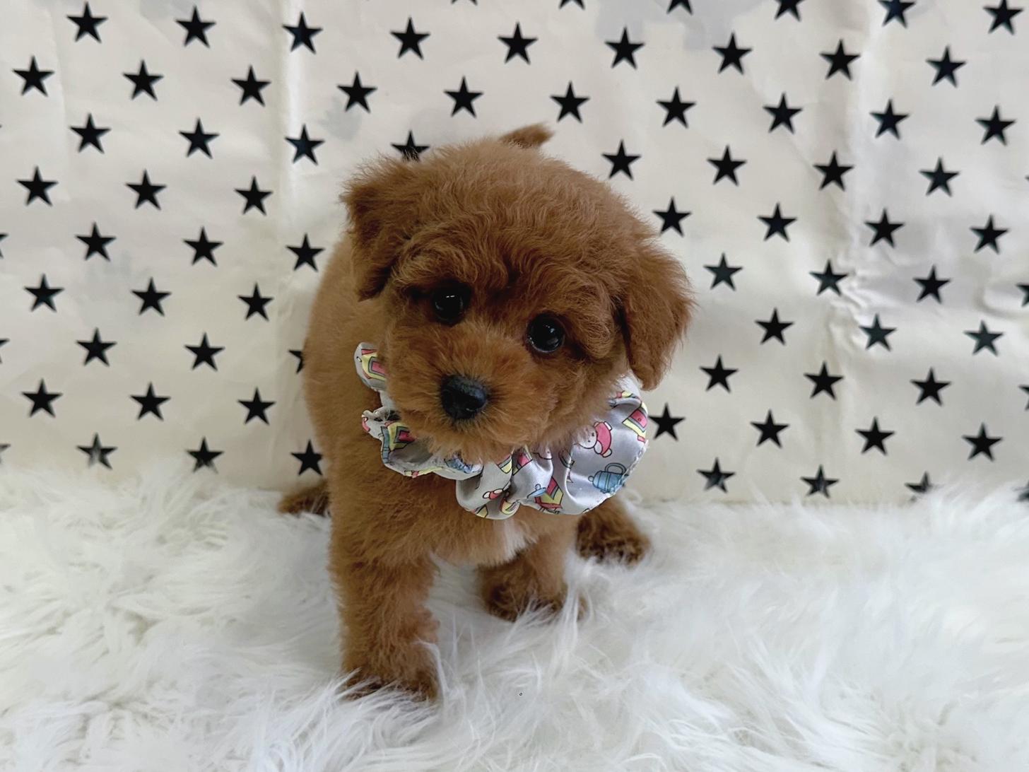 大阪府のトイプードル(タイニー) (ぱぴぷぺっと大阪店/2025年12月18日生まれ/男の子/レッド)の子犬