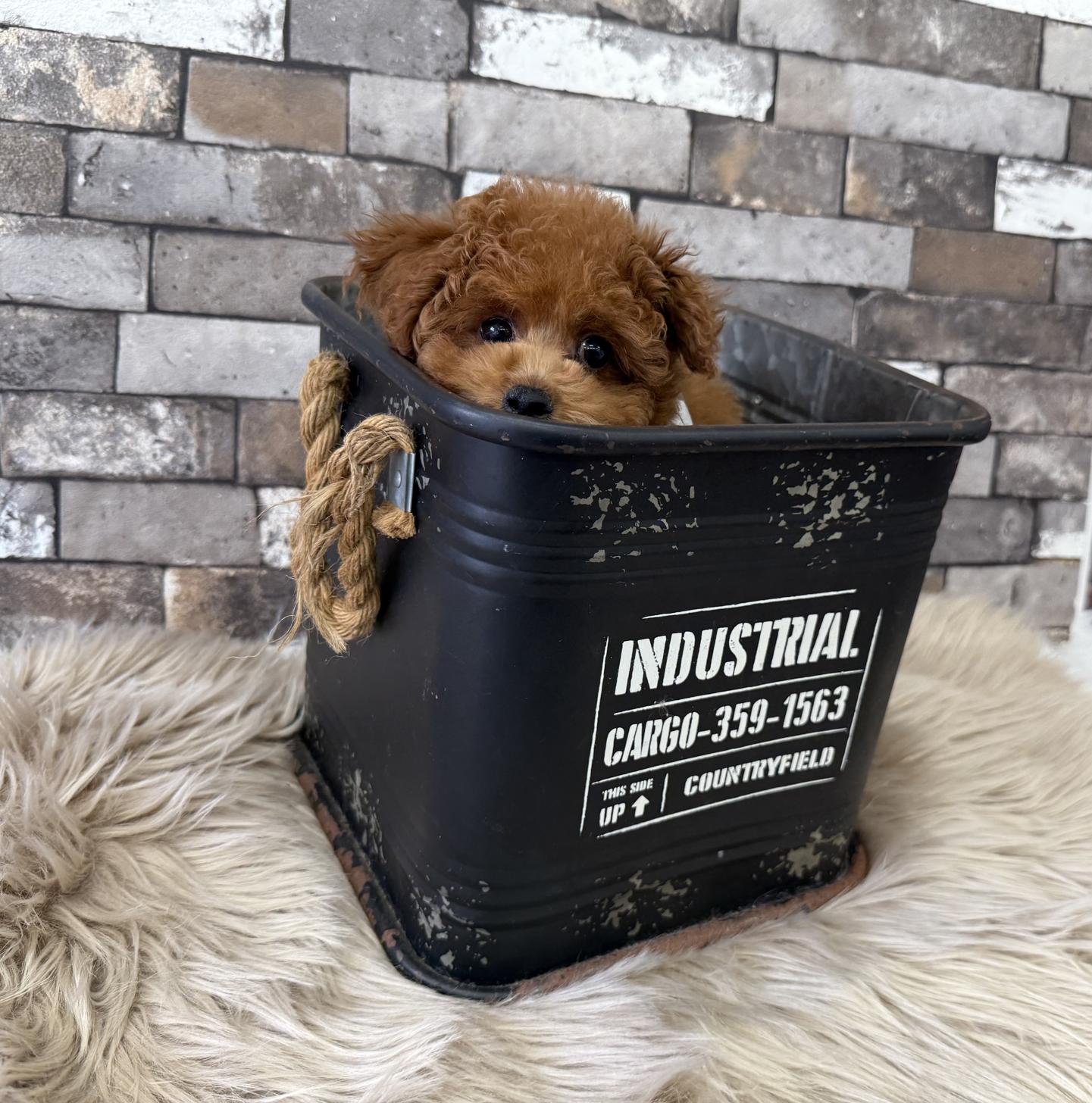 大阪府のトイプードル(タイニー) (ぱぴぷぺっと大阪店/2025年12月18日生まれ/男の子/レッド)の子犬の1枚目の画像