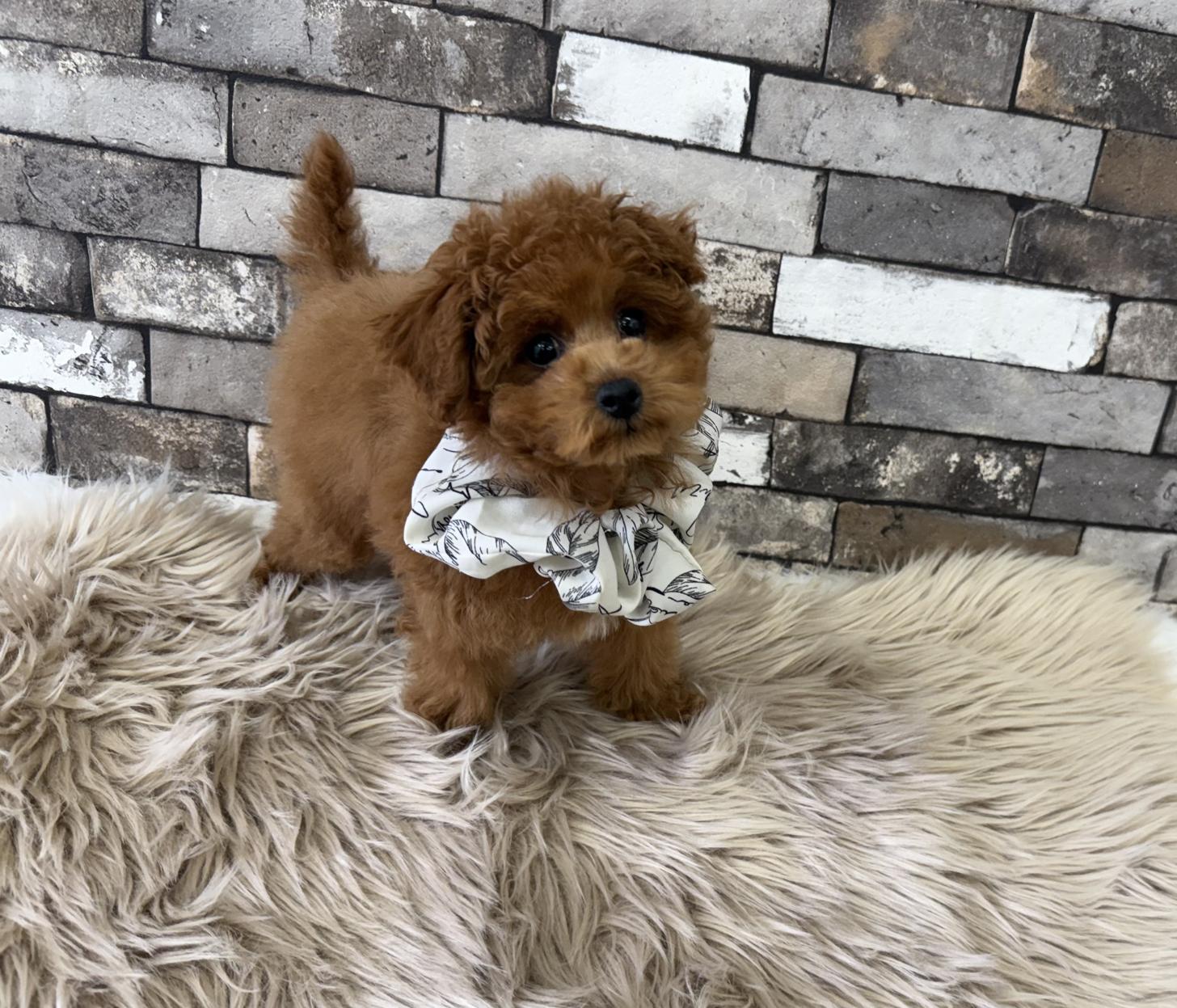 大阪府のトイプードル(タイニー) (ぱぴぷぺっと大阪店/2025年12月18日生まれ/男の子/レッド)の子犬の2枚目の画像