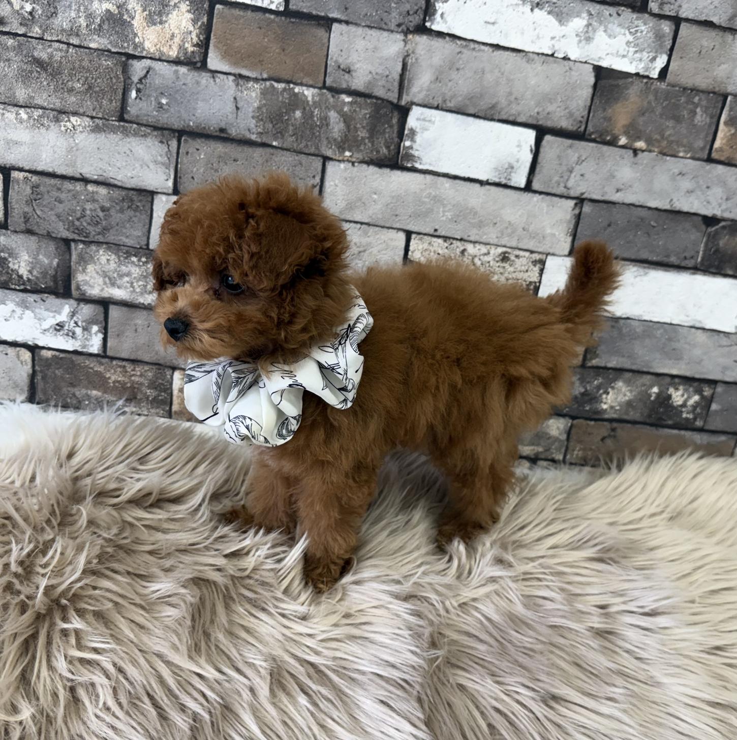 大阪府のトイプードル(タイニー) (ぱぴぷぺっと大阪店/2025年12月18日生まれ/男の子/レッド)の子犬の3枚目の画像