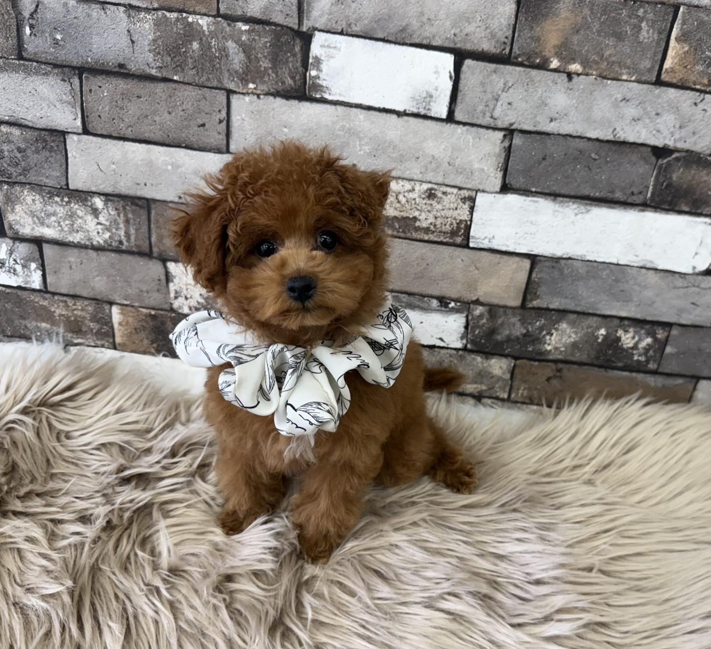 大阪府のトイプードル(タイニー) (ぱぴぷぺっと大阪店/2025年12月18日生まれ/男の子/レッド)の子犬の4枚目の画像