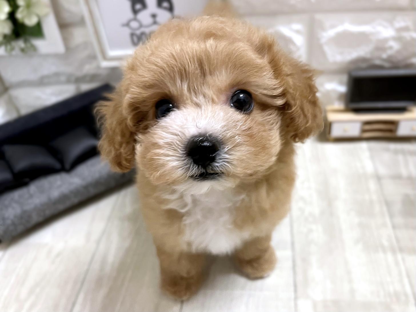 和歌山県のビションプー(ビションフリーゼ×プードル) (DOGMAN和歌山店/2026年3月23日生まれ/女の子/レッドホワイト)の子犬の1枚目の画像