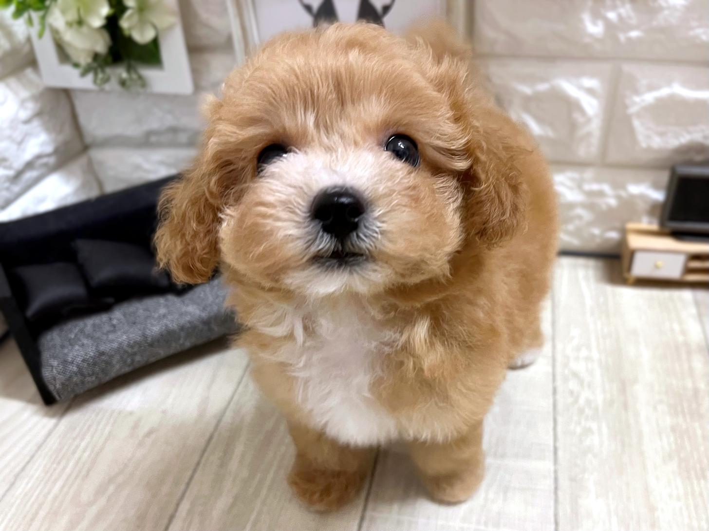 和歌山県のビションプー(ビションフリーゼ×プードル) (DOGMAN和歌山店/2026年3月23日生まれ/女の子/レッドホワイト)の子犬の2枚目の画像
