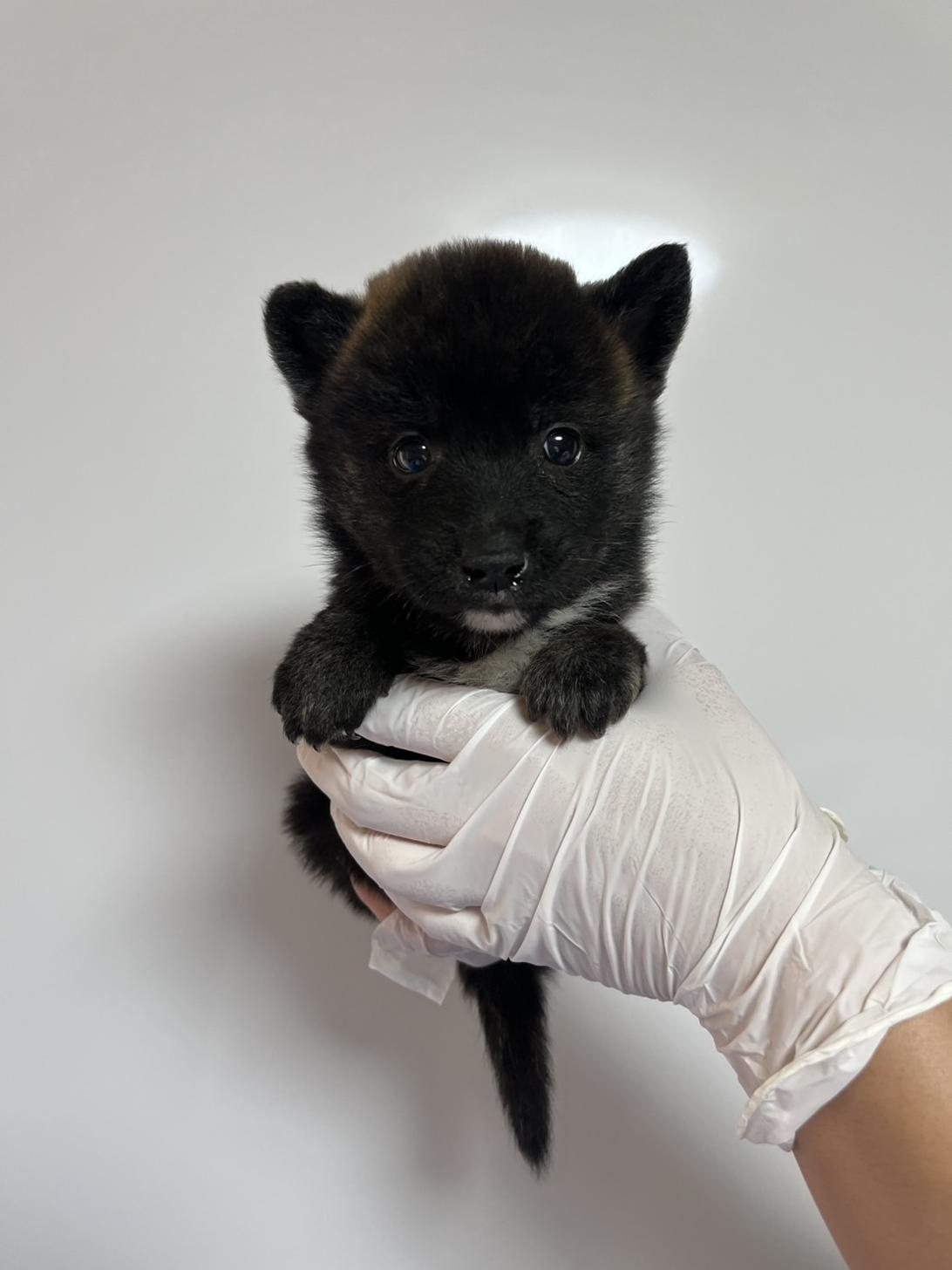 埼玉県のハーフ犬・ミックス犬 (ペッツスマイル南中野店/2026年8月5日生まれ/女の子/虎)の子犬の1枚目の画像