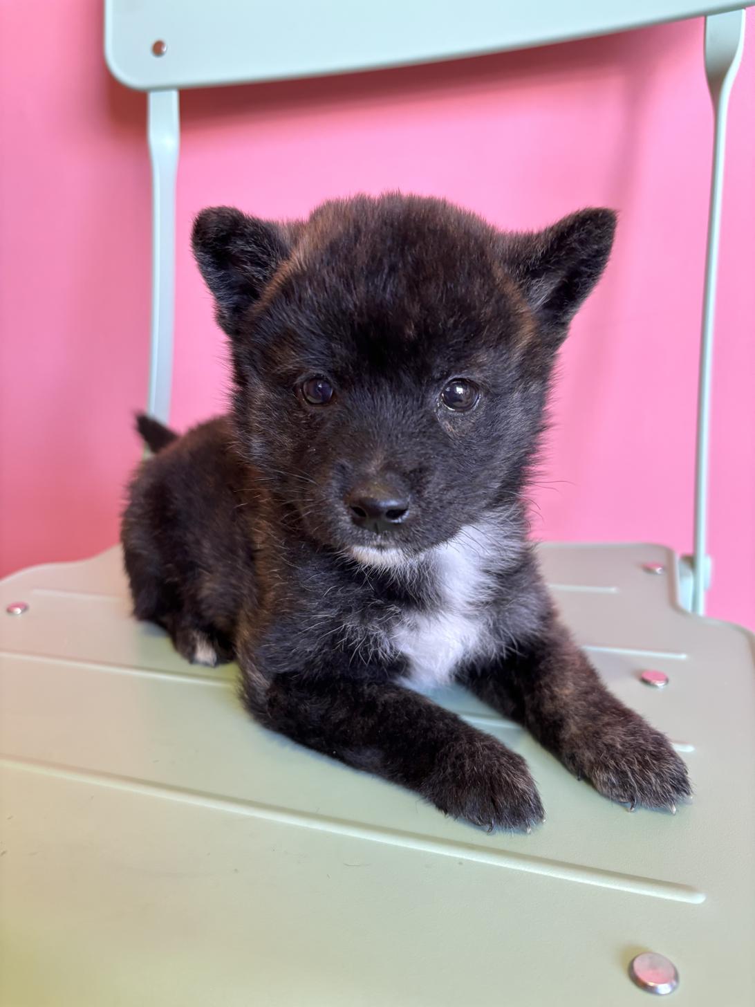 埼玉県のハーフ犬・ミックス犬 (ペッツスマイル南中野店/2026年8月5日生まれ/女の子/虎)の子犬の1枚目の画像
