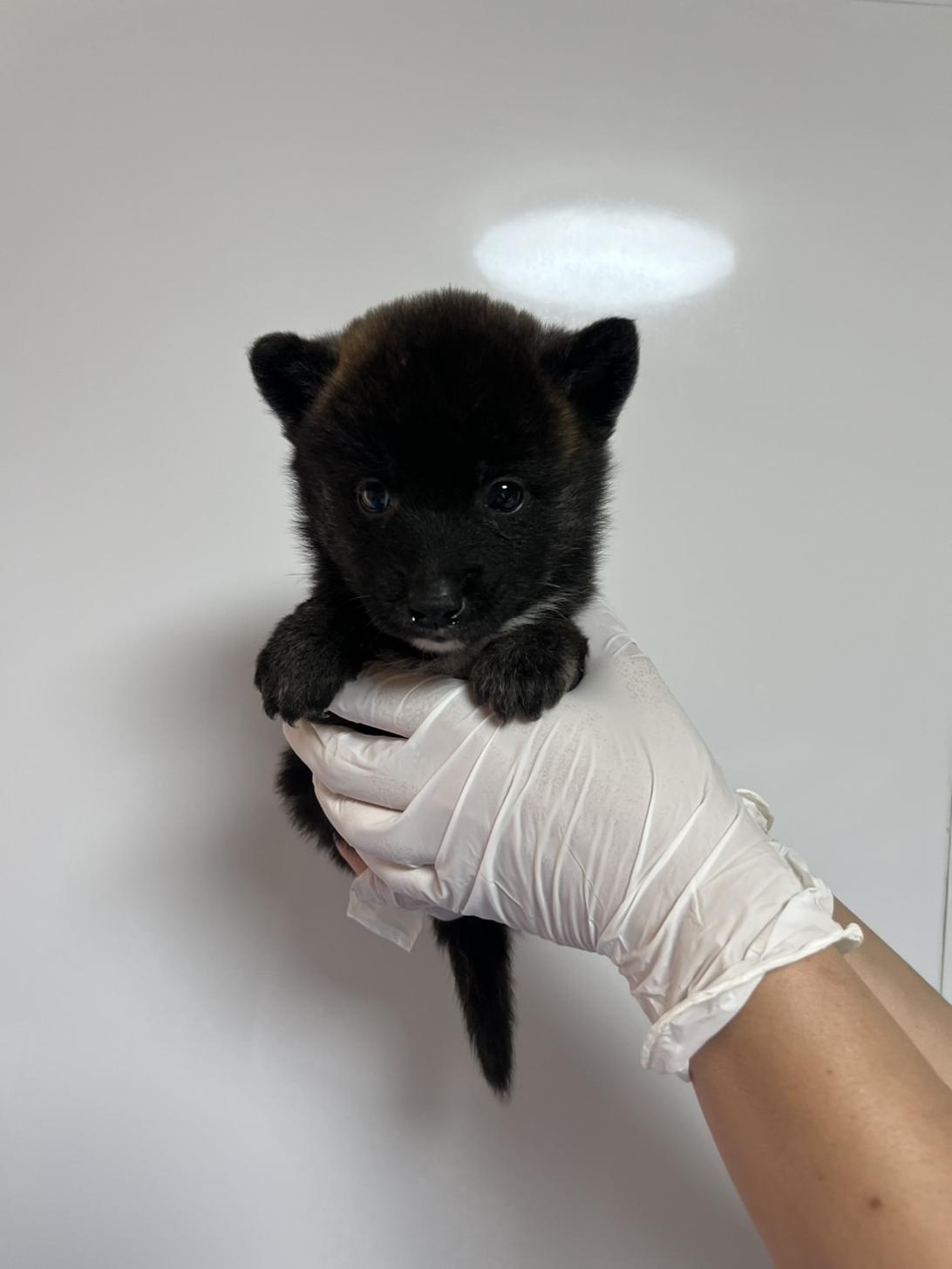 埼玉県のハーフ犬・ミックス犬 (ペッツスマイル南中野店/2026年8月5日生まれ/女の子/虎)の子犬の2枚目の画像