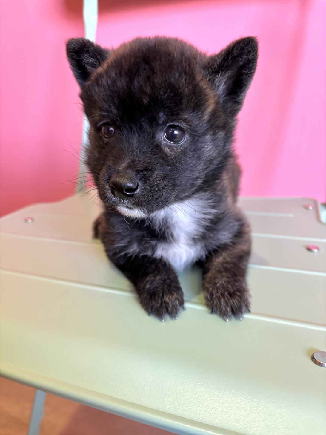 埼玉県のハーフ犬・ミックス犬 (ペッツスマイル南中野店/2026年8月5日生まれ/女の子/虎)の子犬の2枚目の画像