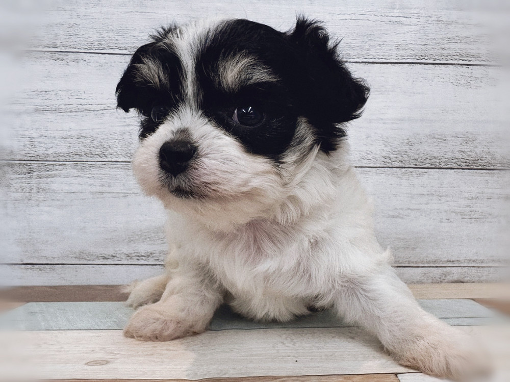 新潟県のハーフ犬・ミックス犬 (竹内ペット 新潟西店/2025年11月10日生まれ/女の子/ブラックタンホワイト)の子犬の2枚目の画像