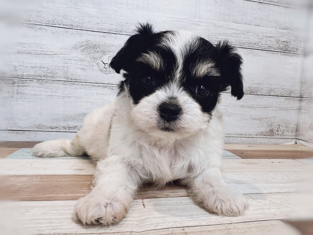 新潟県のハーフ犬・ミックス犬 (竹内ペット 新潟西店/2025年11月10日生まれ/女の子/ブラックタンホワイト)の子犬の3枚目の画像