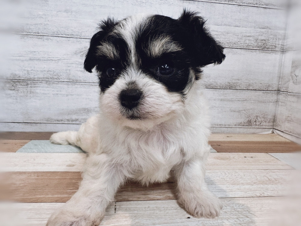 新潟県のハーフ犬・ミックス犬 (竹内ペット 新潟西店/2025年11月10日生まれ/女の子/ブラックタンホワイト)の子犬の4枚目の画像