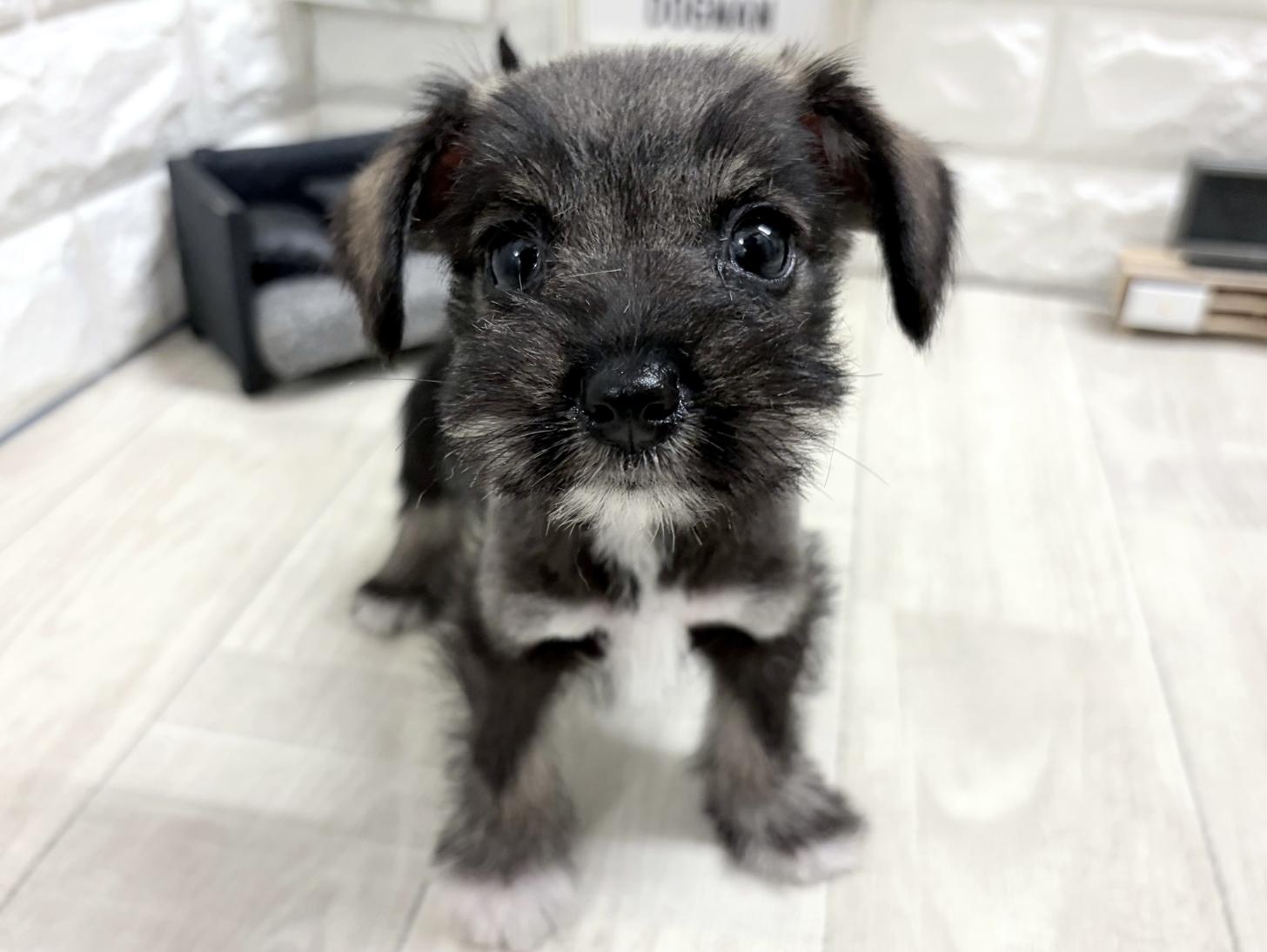 2026年7月18日生まれのハーフ犬・ミックス犬