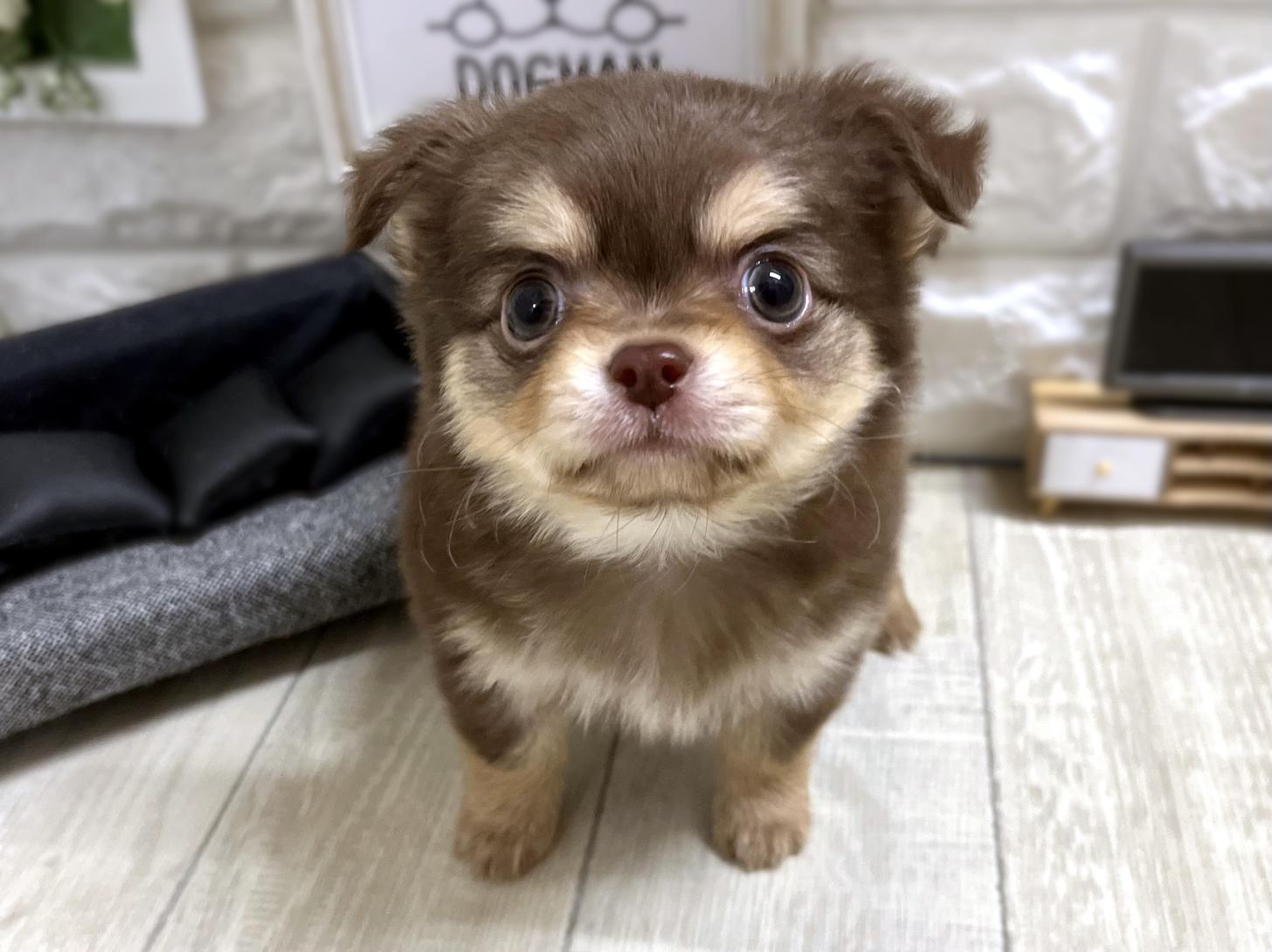 和歌山県のチワワ(ロング) (DOGMAN和歌山店/2025年12月21日生まれ/男の子/チョコレートクリーム)の子犬の1枚目の画像