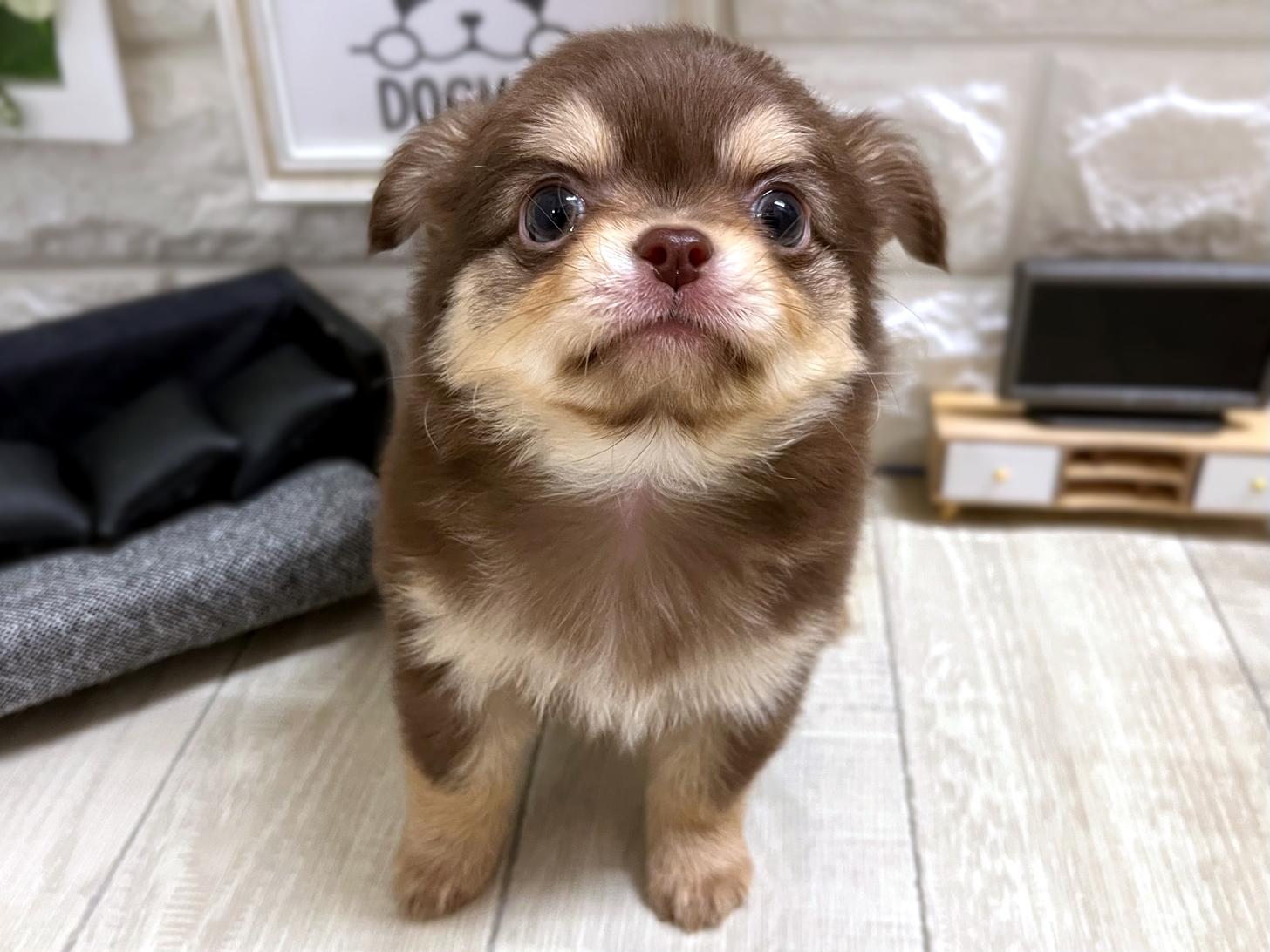 和歌山県のチワワ(ロング) (DOGMAN和歌山店/2025年12月21日生まれ/男の子/チョコレートクリーム)の子犬の2枚目の画像
