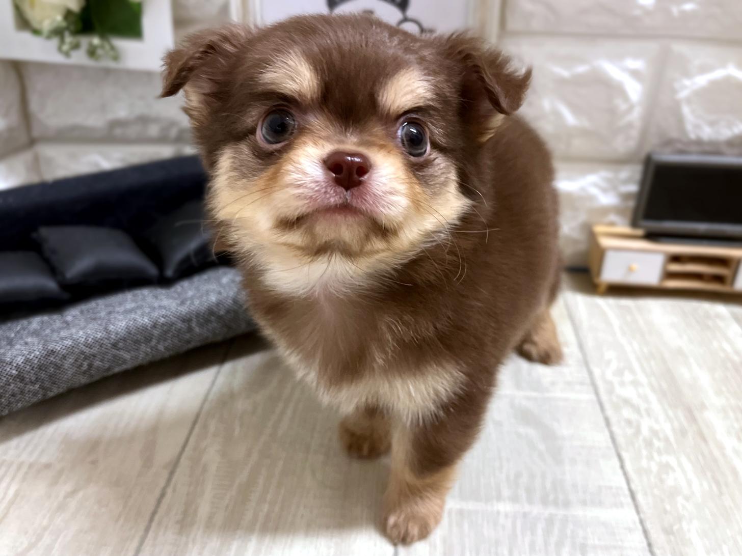和歌山県のチワワ(ロング) (DOGMAN和歌山店/2025年12月21日生まれ/男の子/チョコレートクリーム)の子犬の3枚目の画像