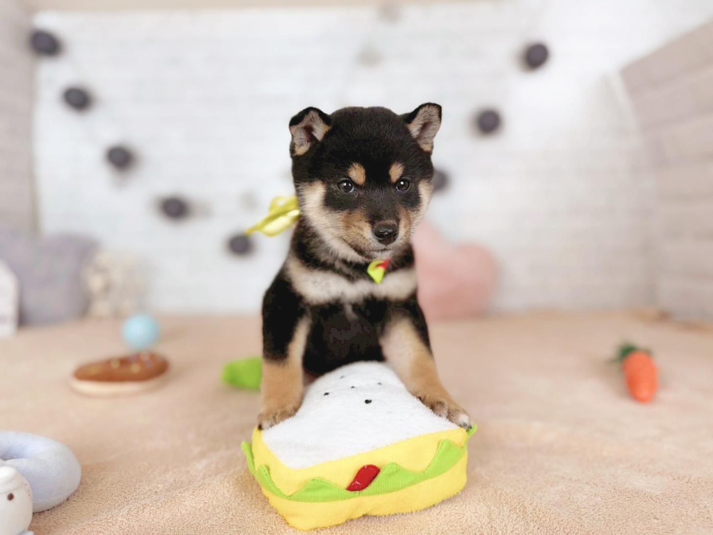 北海道の柴犬(標準サイズ) (ペットショップだんぼ/2025年9月14日生まれ/男の子/黒)の子犬の2枚目の画像