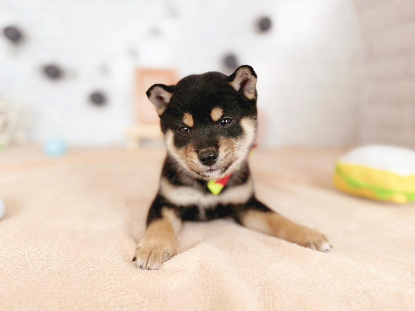 北海道の柴犬(標準サイズ) (ペットショップだんぼ/2025年9月14日生まれ/男の子/黒)の子犬の3枚目の画像