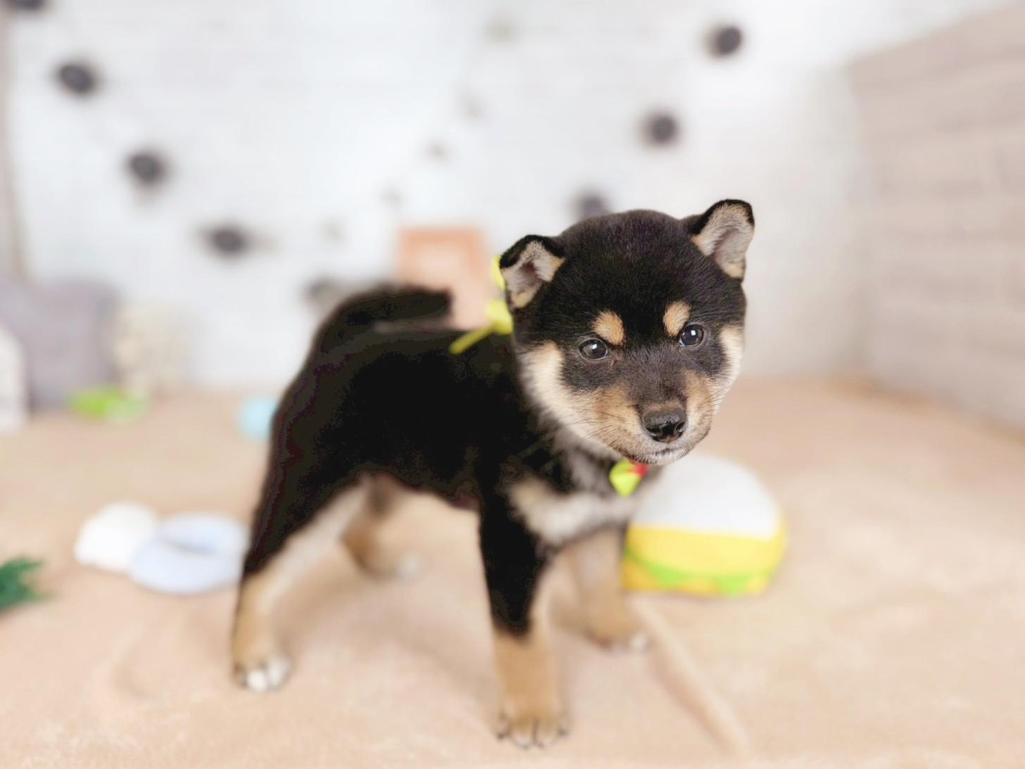 北海道の柴犬(標準サイズ) (ペットショップだんぼ/2025年9月14日生まれ/男の子/黒)の子犬の4枚目の画像