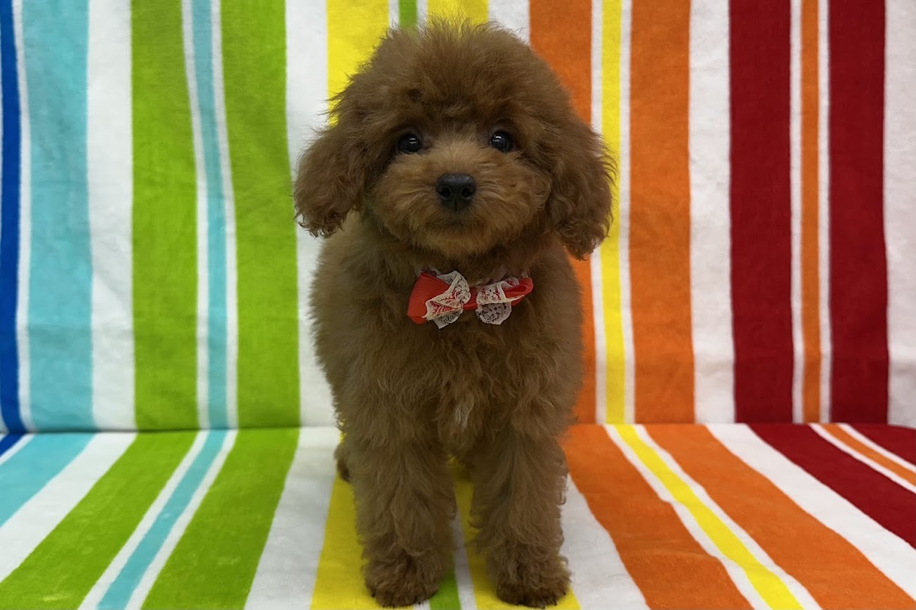 愛知県のトイプードル(トイ) (ハピースペット鳴海店/2025年5月25日生まれ/女の子/レッド)の子犬の1枚目の画像