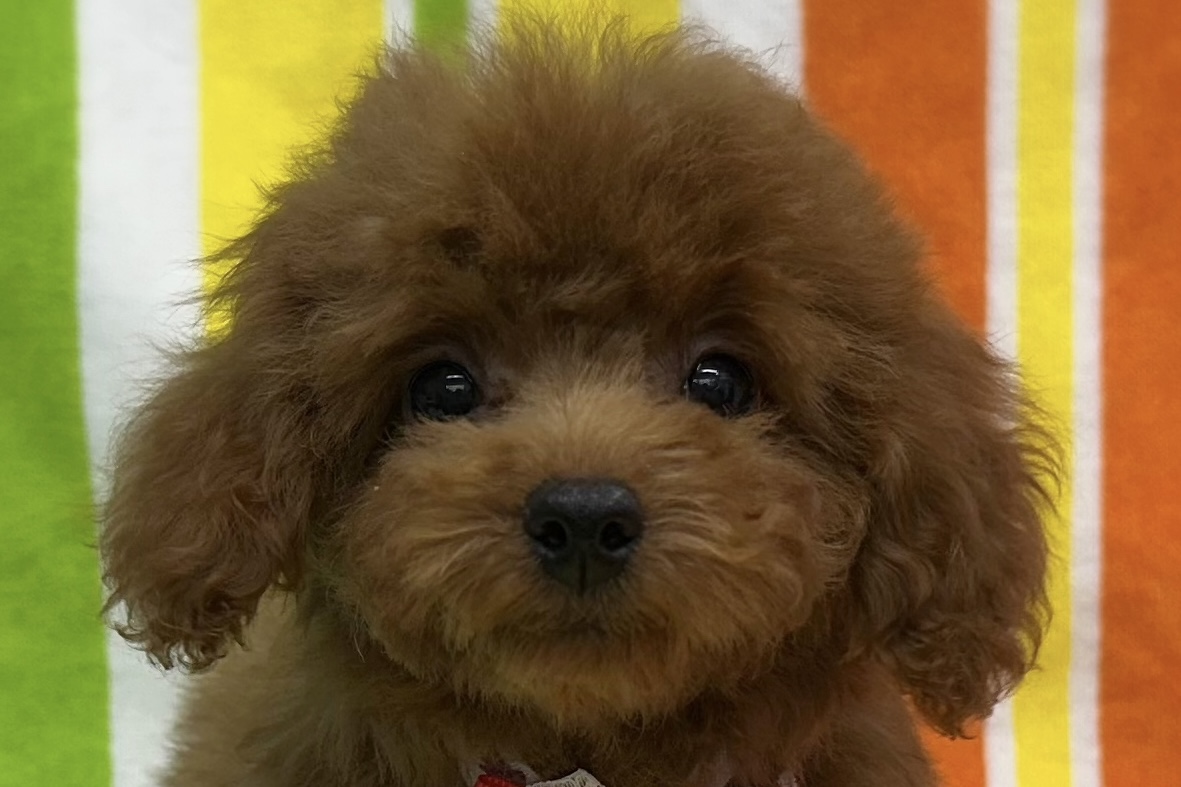 愛知県のトイプードル(トイ) (ハピースペット鳴海店/2025年5月25日生まれ/女の子/レッド)の子犬の2枚目の画像