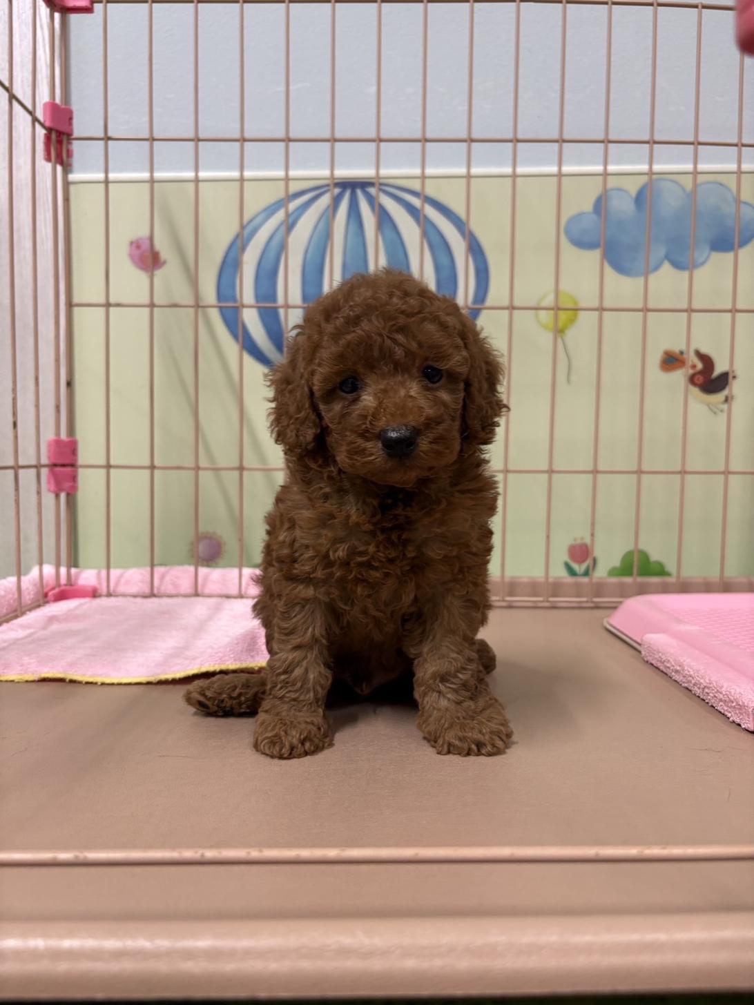 愛知県のトイプードル(トイ) (子いぬの足あと/2026年7月5日生まれ/男の子/レッドフォーン)の子犬