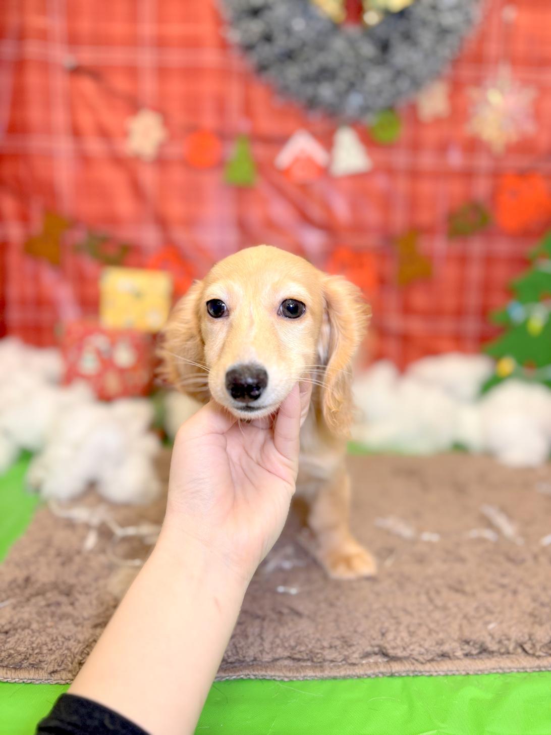 北海道のミニチュアダックスフンド(ロング) (ラブワンコ平岸店/2025年8月8日生まれ/女の子/イエロー)の子犬