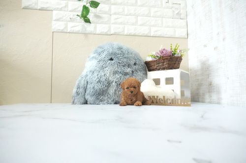 滋賀県のトイプードル(タイニー) (いっぷく湖南店/2026年5月6日生まれ/男の子/レッドフォーン)の子犬の4枚目の画像