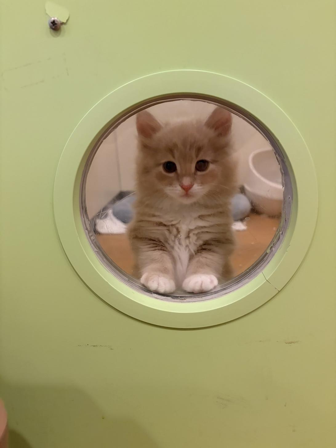 北海道のサイベリアン (ラブワンコ カインズ大曲店/2026年1月27日生まれ/男の子/クリームタビーホワイト)の子猫の2枚目の画像