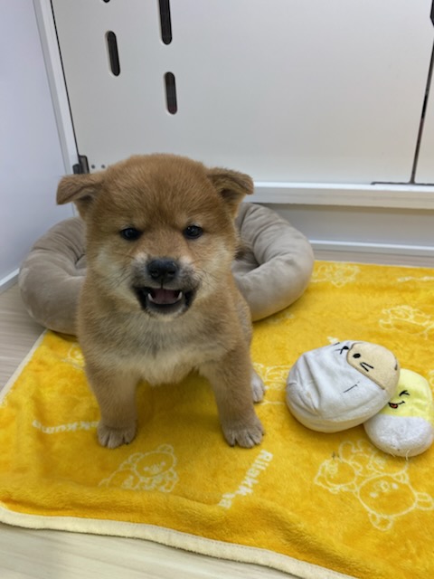 宮城県の柴犬(標準サイズ) (ズーズーカンパニー 八乙女店/2025年11月14日生まれ/女の子/赤)の子犬の2枚目の画像