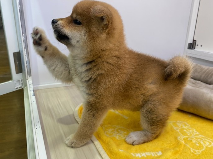 宮城県の柴犬(標準サイズ) (ズーズーカンパニー 八乙女店/2025年11月14日生まれ/女の子/赤)の子犬の3枚目の画像