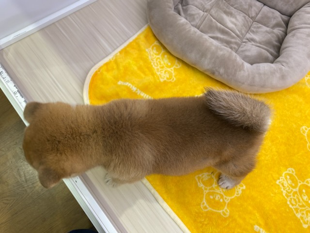 宮城県の柴犬(標準サイズ) (ズーズーカンパニー 八乙女店/2025年11月14日生まれ/女の子/赤)の子犬の4枚目の画像