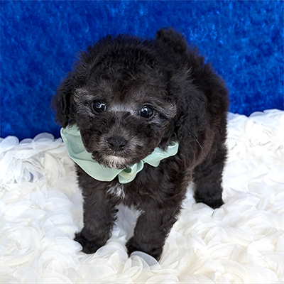 福岡県のトイプードル(タイニー) (ぱぴぷぺっと福岡店/2026年2月10日生まれ/男の子/シルバー)の子犬