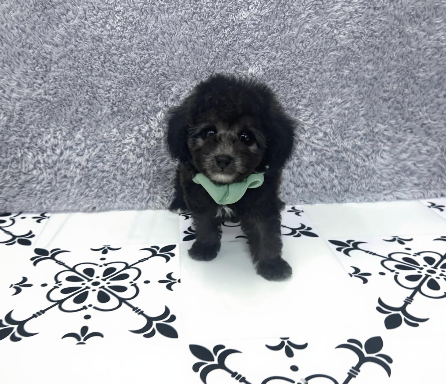 福岡県のトイプードル(タイニー) (ぱぴぷぺっと福岡店/2026年2月10日生まれ/男の子/シルバー)の子犬の1枚目の画像