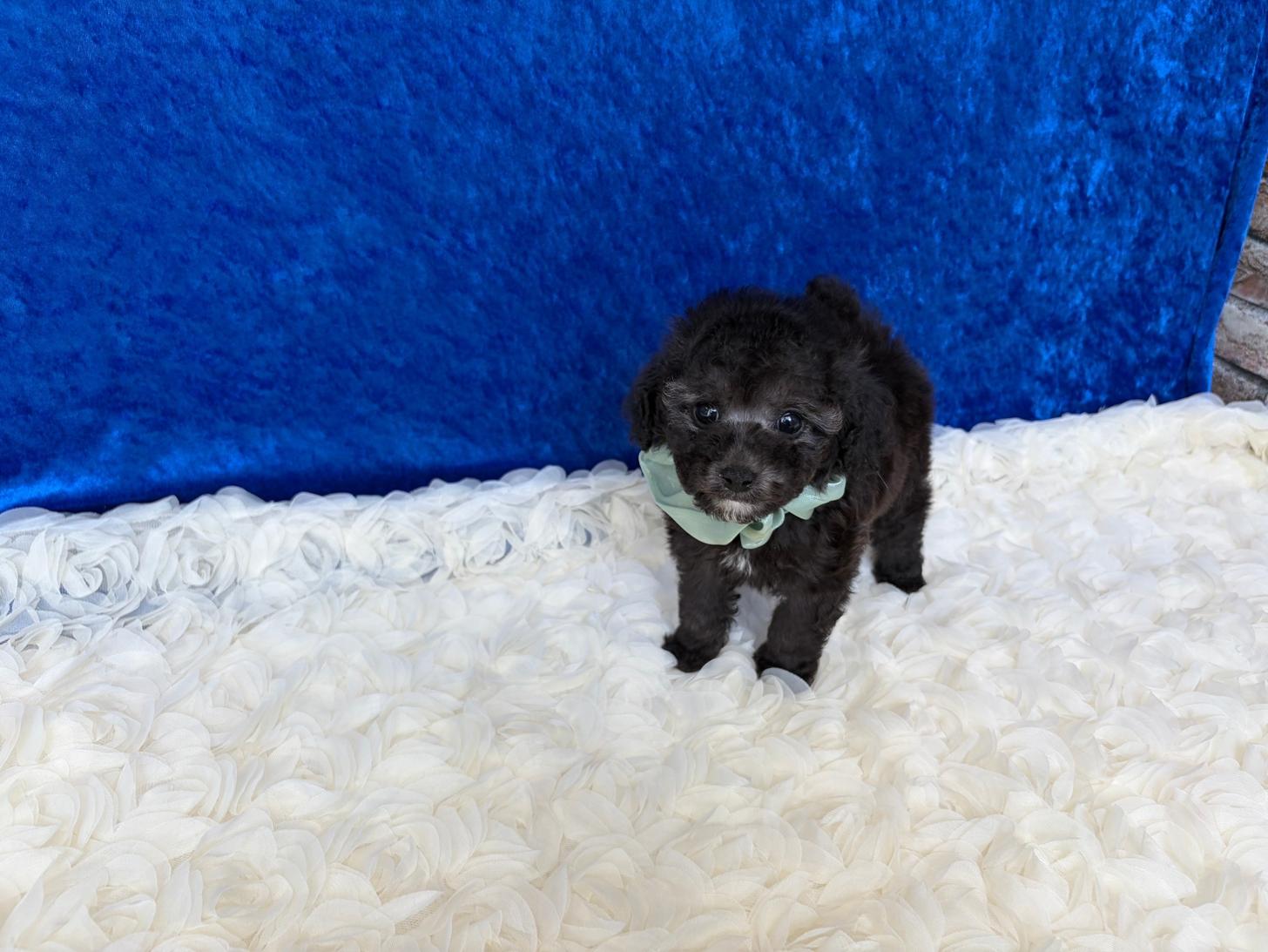 福岡県のトイプードル(タイニー) (ぱぴぷぺっと福岡店/2026年2月10日生まれ/男の子/シルバー)の子犬の2枚目の画像