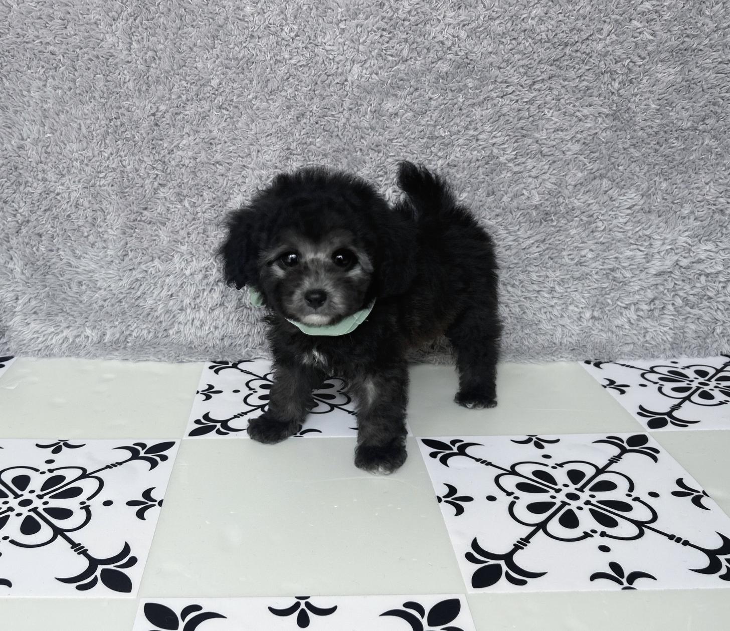 福岡県のトイプードル(タイニー) (ぱぴぷぺっと福岡店/2026年2月10日生まれ/男の子/シルバー)の子犬の2枚目の画像