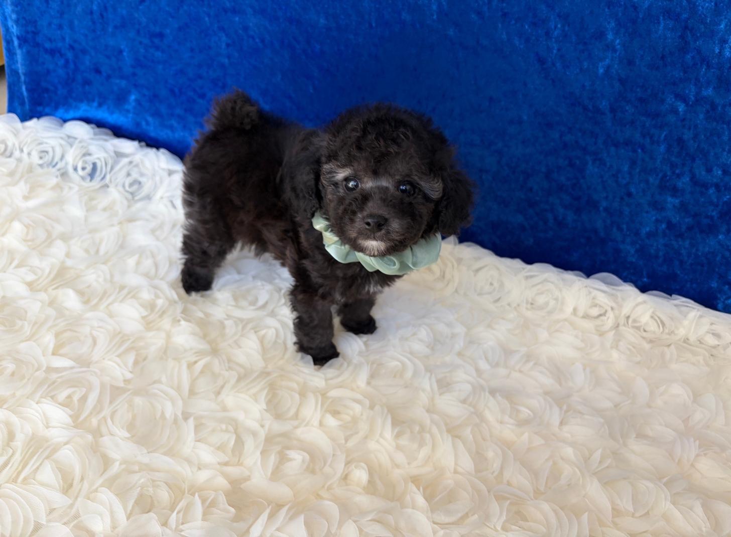 福岡県のトイプードル(タイニー) (ぱぴぷぺっと福岡店/2026年2月10日生まれ/男の子/シルバー)の子犬の3枚目の画像