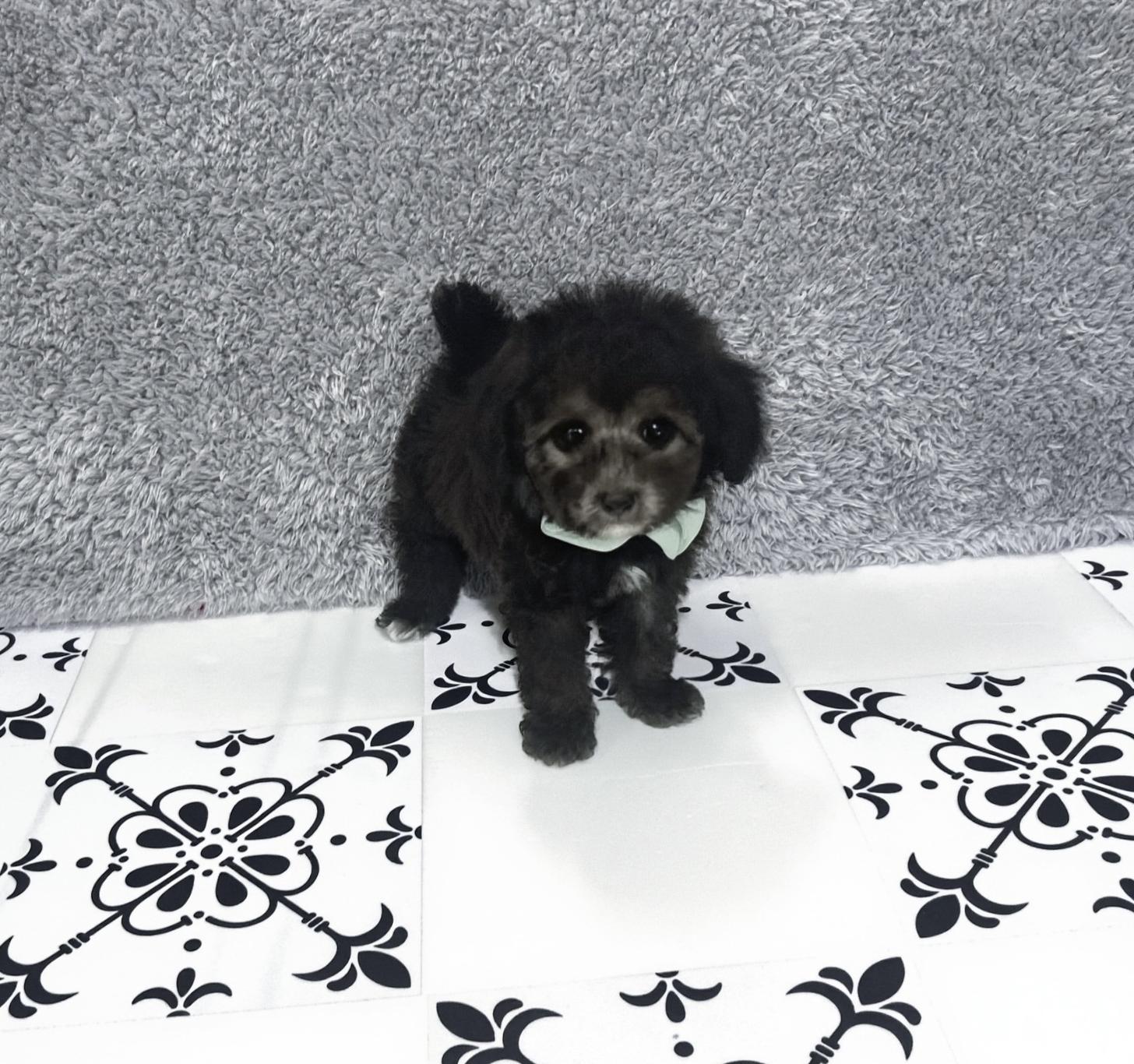 福岡県のトイプードル(タイニー) (ぱぴぷぺっと福岡店/2026年2月10日生まれ/男の子/シルバー)の子犬の3枚目の画像