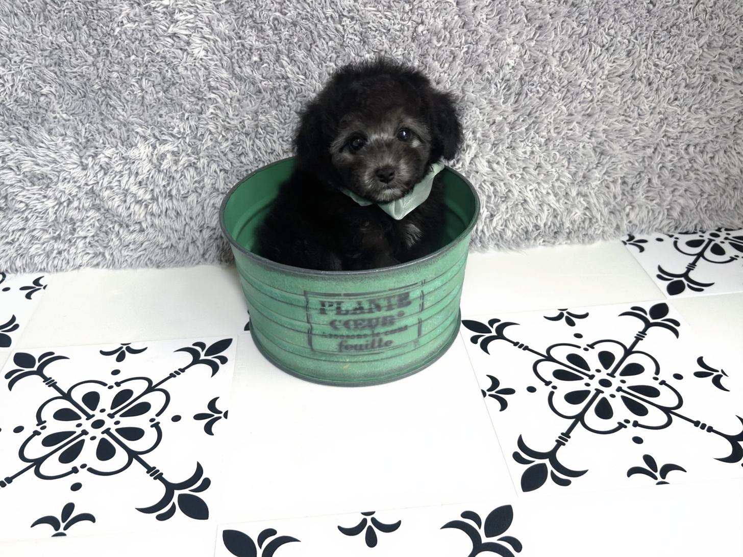 福岡県のトイプードル(タイニー) (ぱぴぷぺっと福岡店/2026年2月10日生まれ/男の子/シルバー)の子犬の4枚目の画像