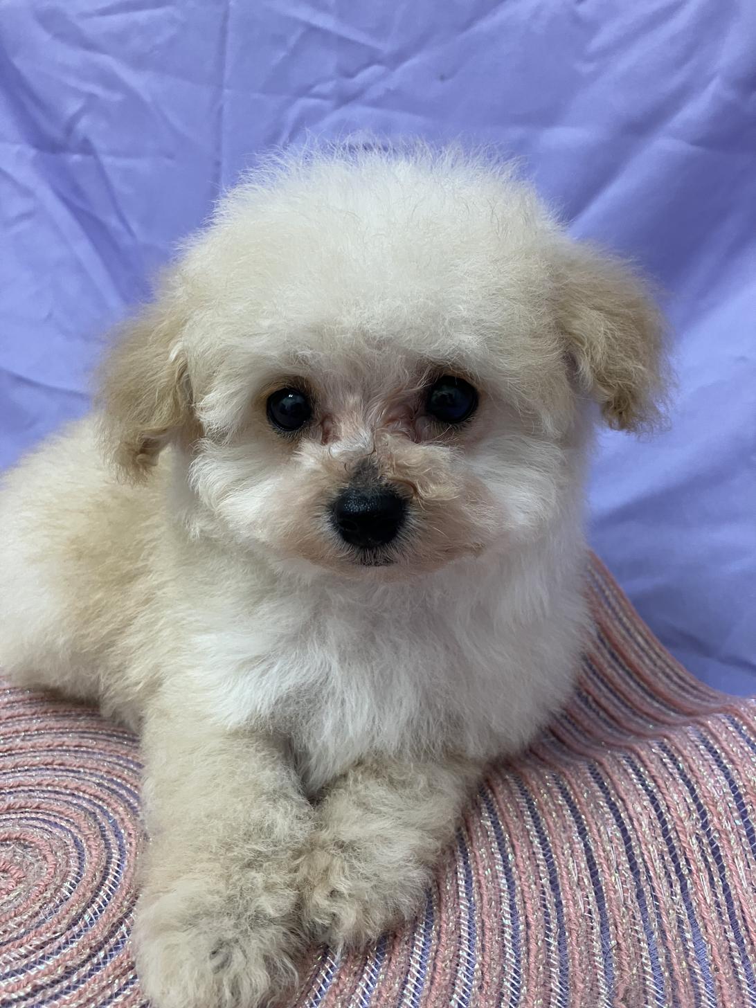 兵庫県のトイプードル(トイ) (フクエイペット/2026年2月17日生まれ/男の子/ペールフォーン（旧クリーム）)の子犬の1枚目の画像