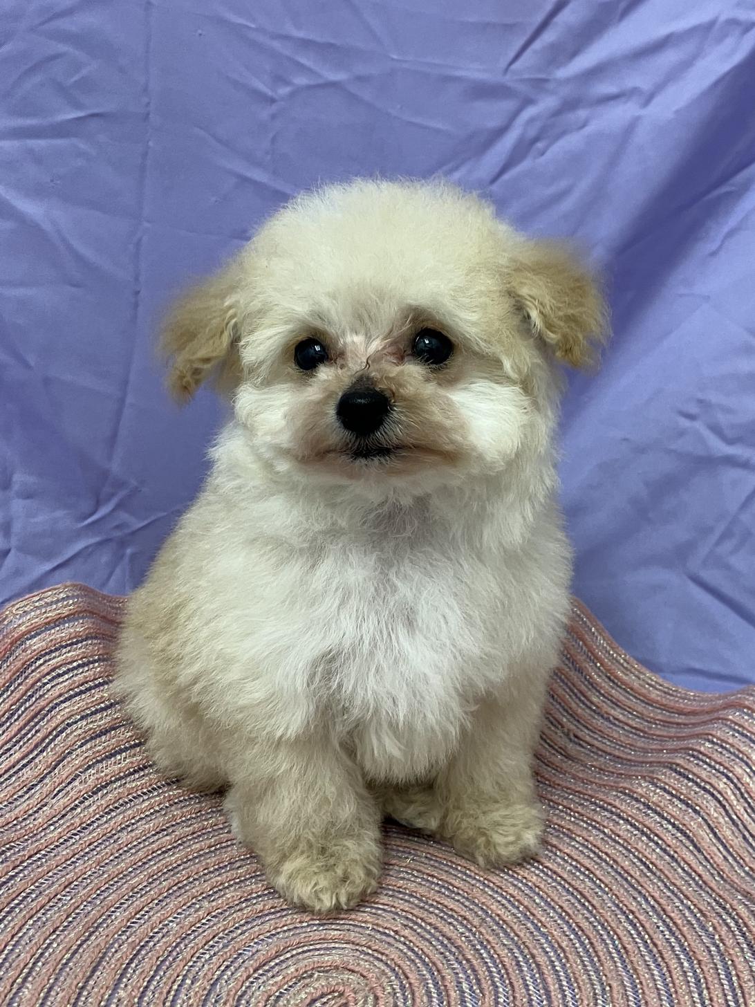 兵庫県のトイプードル(トイ) (フクエイペット/2026年2月17日生まれ/男の子/ペールフォーン（旧クリーム）)の子犬の2枚目の画像