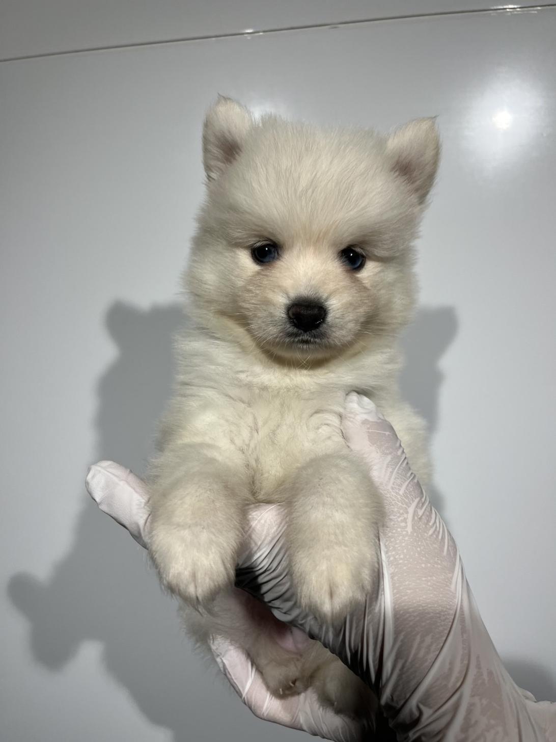 埼玉県のハーフ犬・ミックス犬 (ペッツスマイル南中野店/2026年6月7日生まれ/男の子/ホワイト)の子犬の1枚目の画像