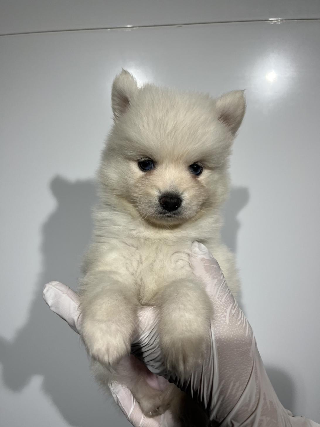 埼玉県のハーフ犬・ミックス犬 (ペッツスマイル南中野店/2026年6月7日生まれ/男の子/ホワイト)の子犬の2枚目の画像